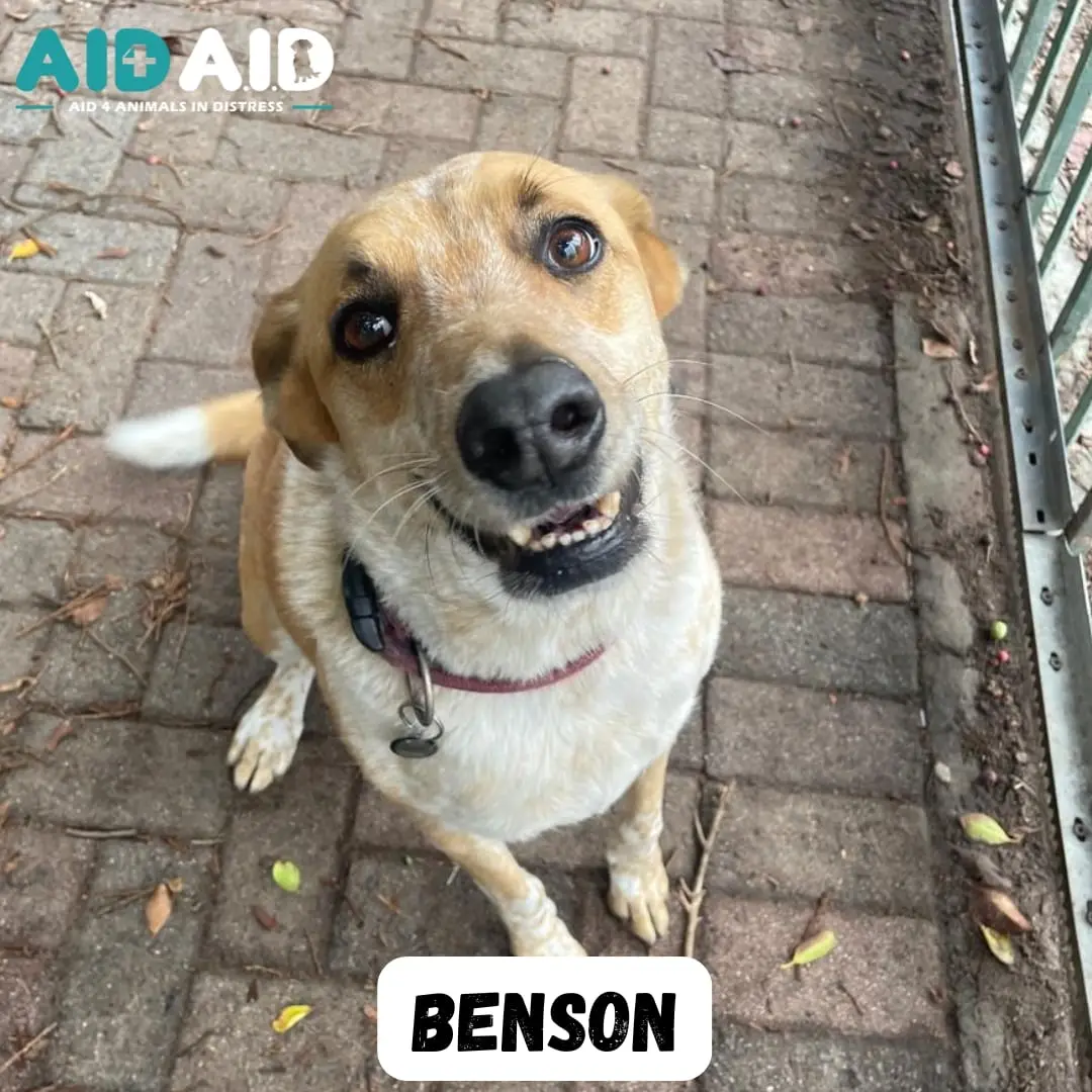 Benson, photo 3 of 3