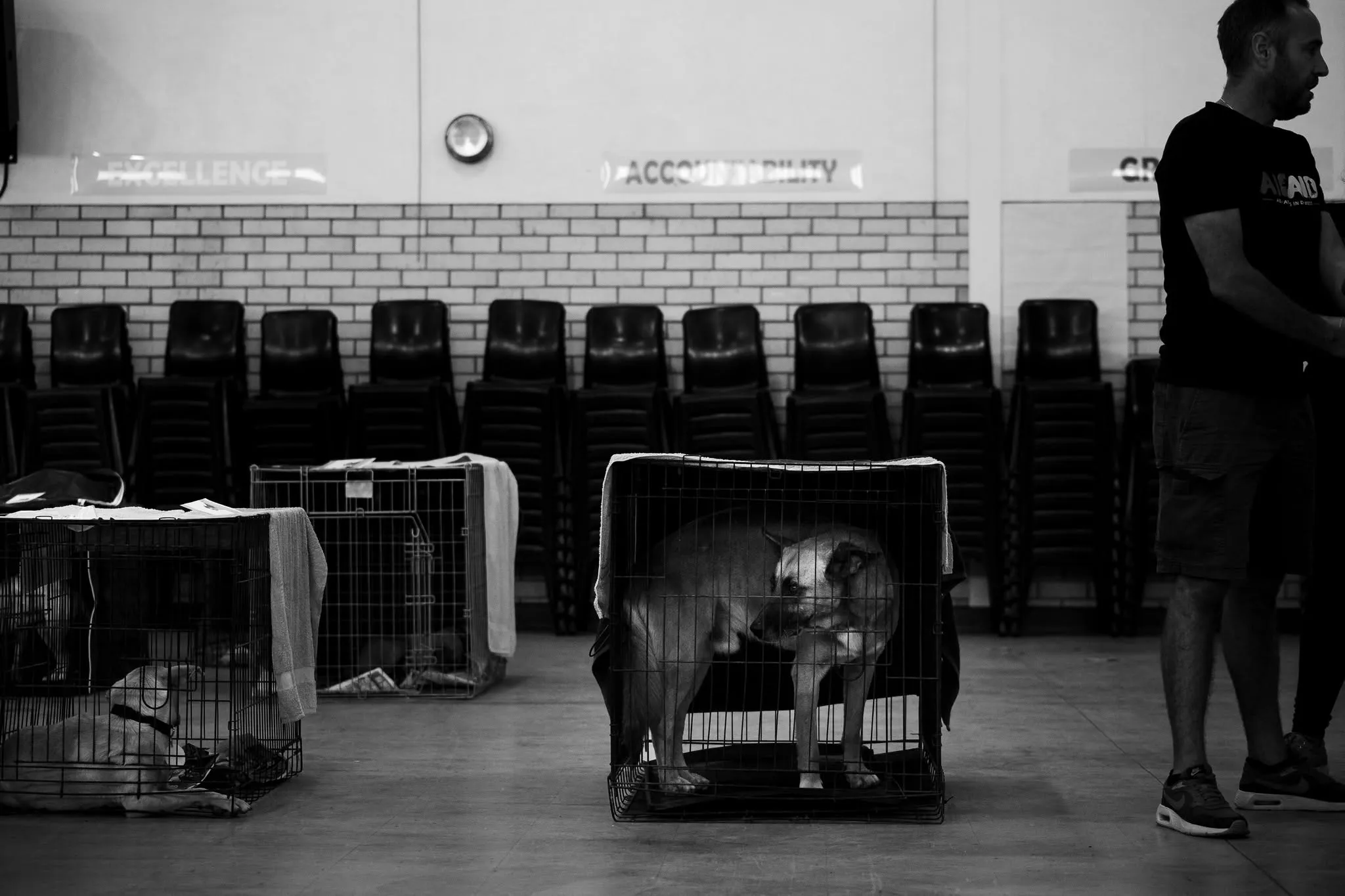 A photograph from an Aid4Aid mass sterilisation day.