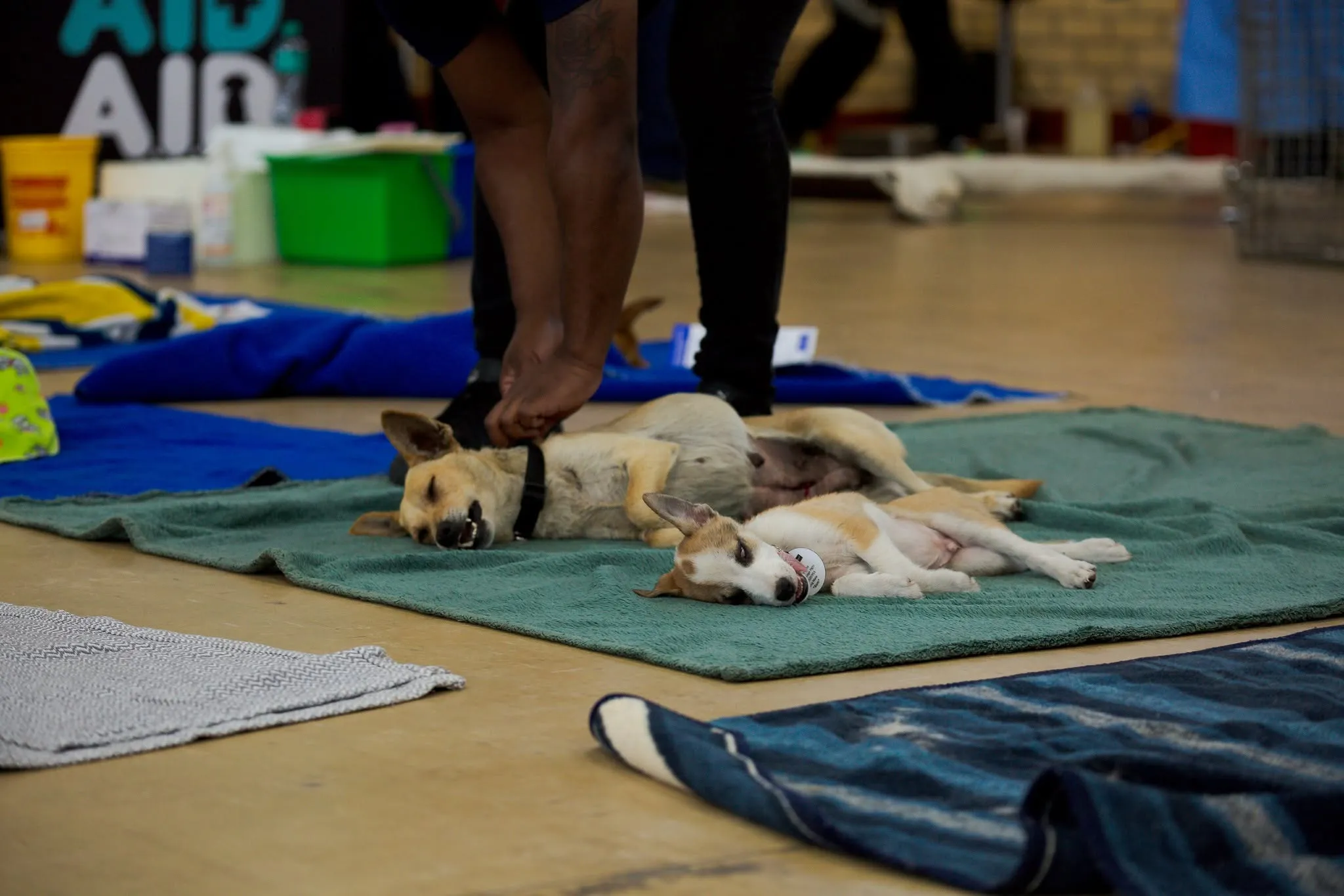 A photograph from an Aid4Aid mass sterilisation day.