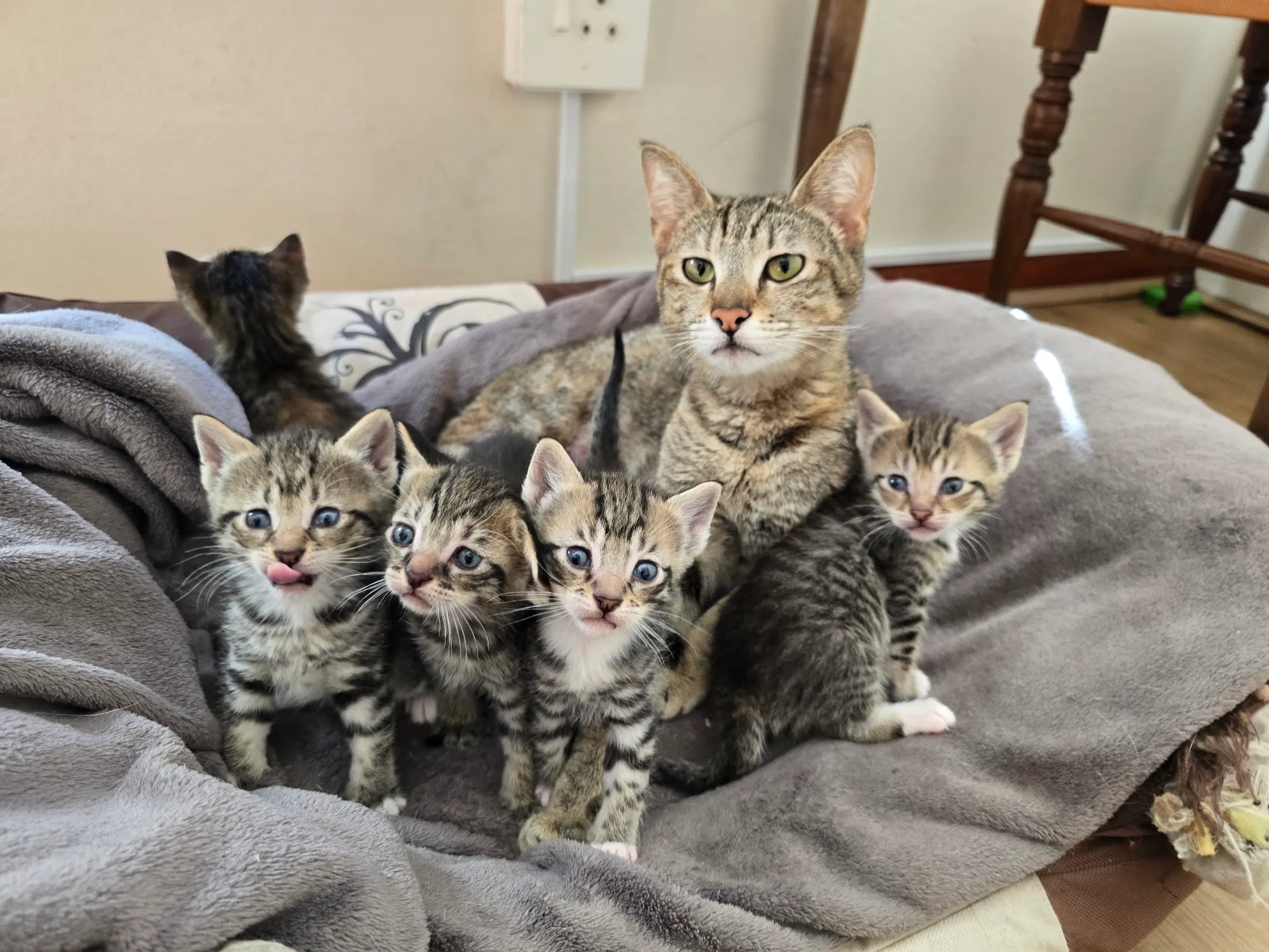 A tabby mother cat sitting in a fleece bed with five kittens gathered around her.