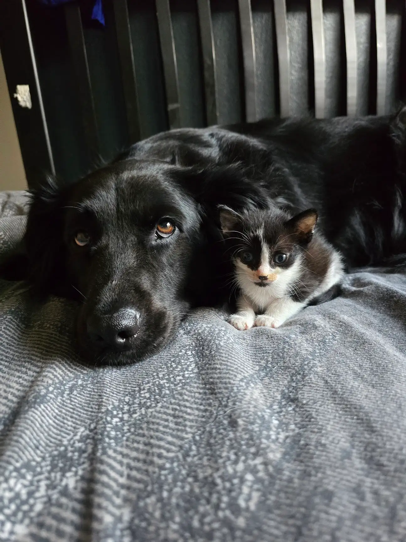 A black dog lying on a grey blanket with a tiny black-and-white kitten tucked against its shoulder.