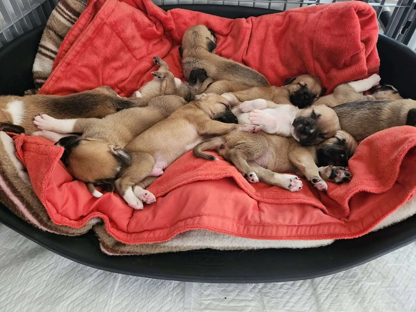 A litter of tan puppies fast asleep in a heap on a red fleece blanket in a padded basket.