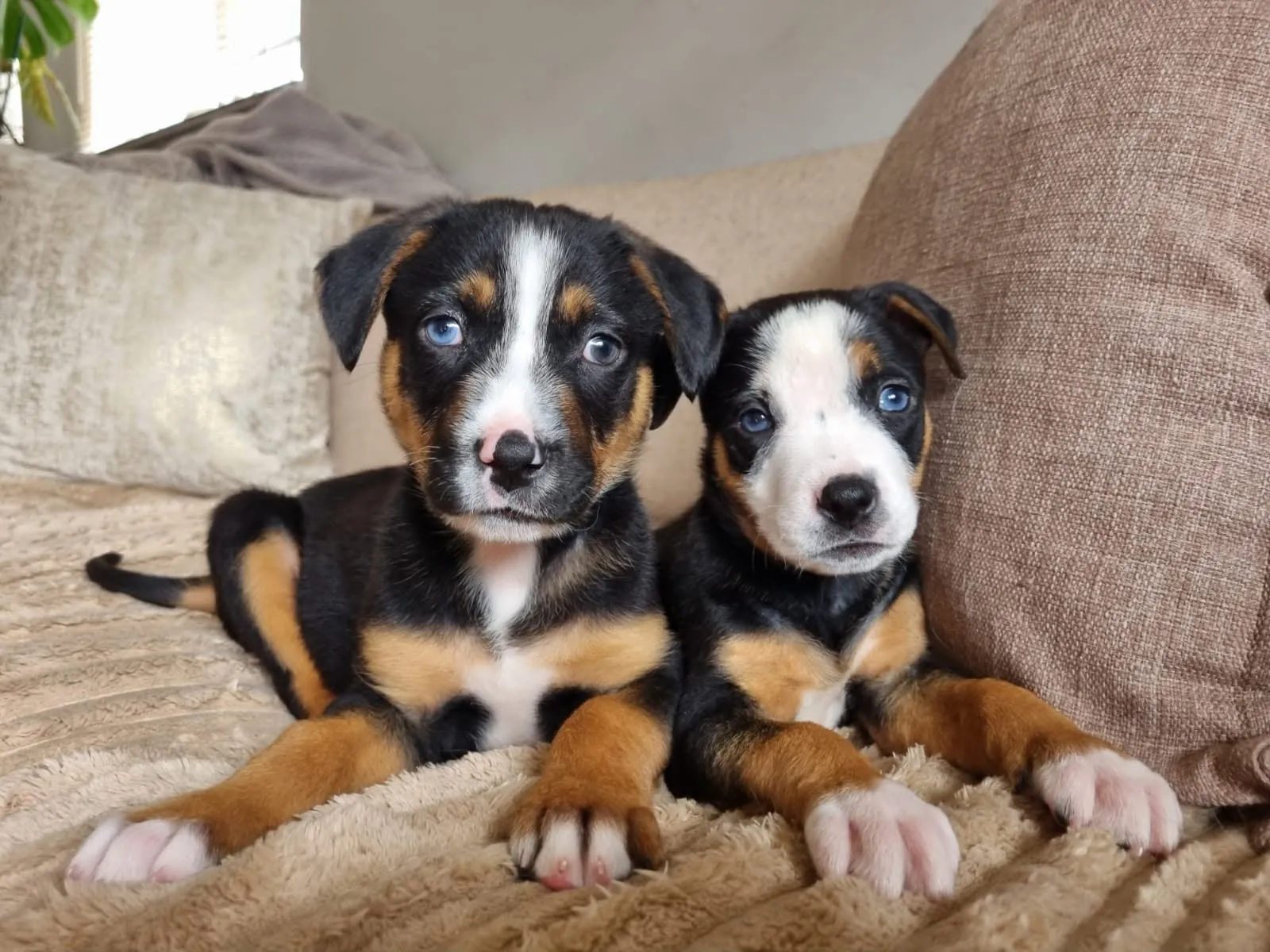Two tricolour puppies with blue eyes lying side by side on a blanket on a sofa.